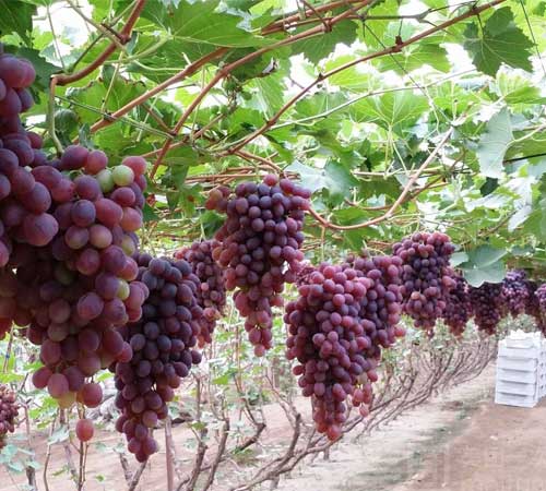 河北蓝康葡萄基地大获丰收