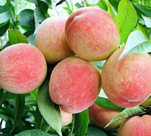 蜜桃使用中基肥料之后效果